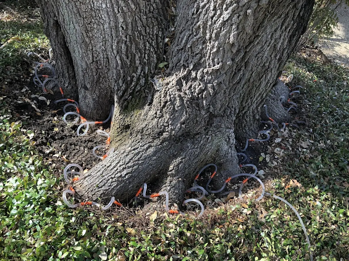 Detailed Tree Cabling and Bracing job site in Mitchellville
